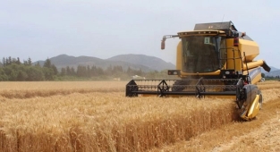 Arpa ve buğday ek destekleme ödeme tarihleri açıklandı