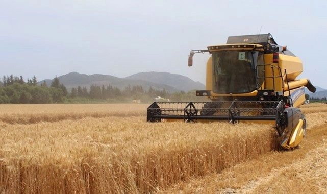 Arpa ve buğday ek destekleme ödeme tarihleri açıklandı