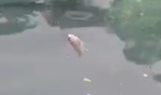 Balıklıgöl'deki balık ölümleriyle ilgili flaş açıklama