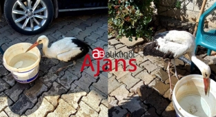 Bozova kırsalında bitkin halde bulduğu leyleği kurtardı