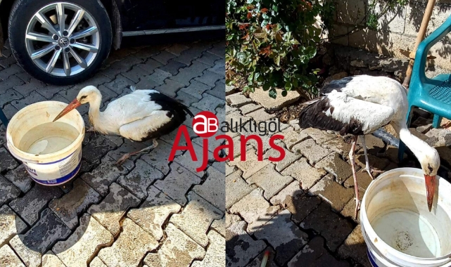 Bozova kırsalında bitkin halde bulduğu leyleği kurtardı