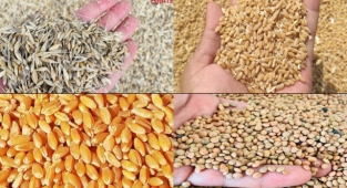 Buğday ve arpa fiyatlarında son durum