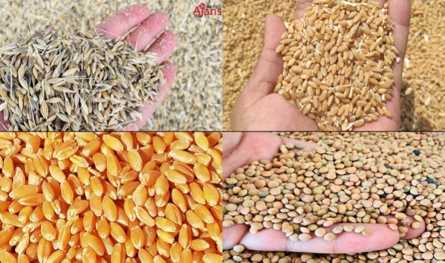 Buğday ve arpa fiyatlarında son durum