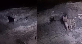 Çizgili sırtlan Şanlıurfa'da görüldü