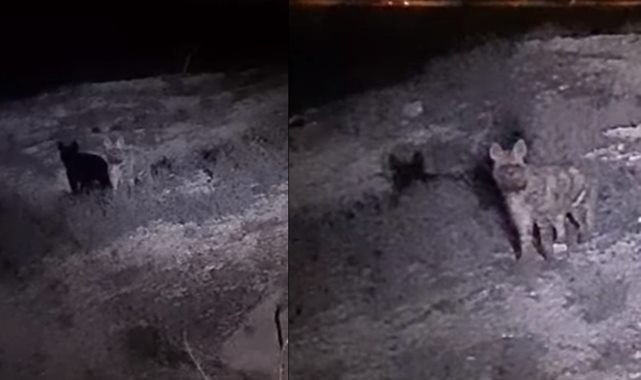 Çizgili sırtlan Şanlıurfa'da görüldü