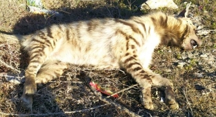 Urfa'da bir çizgili sırtlan daha telef oldu