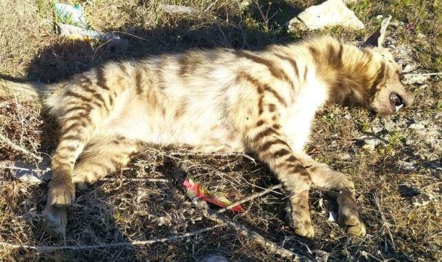 Urfa'da bir çizgili sırtlan daha telef oldu