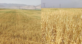 GAP'ın başkentinde ekinler kuruyor