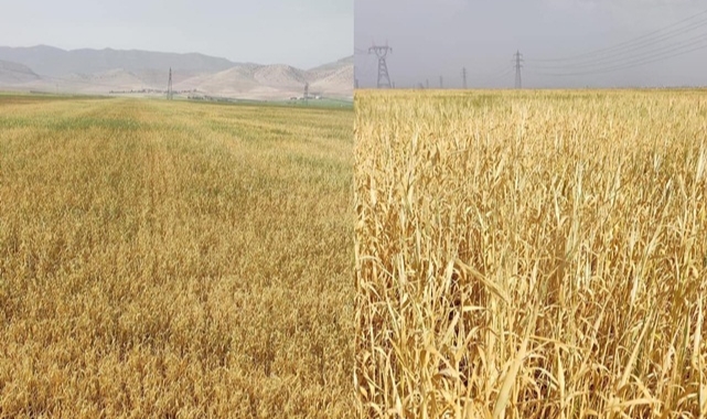 GAP'ın başkentinde ekinler kuruyor