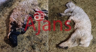 Hilvan'da sel sularına kapılan koyunlar telef oldu