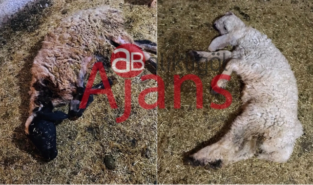 Hilvan'da sel sularına kapılan koyunlar telef oldu