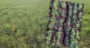 Hilvanlı çiftçiler 'haho' diyor