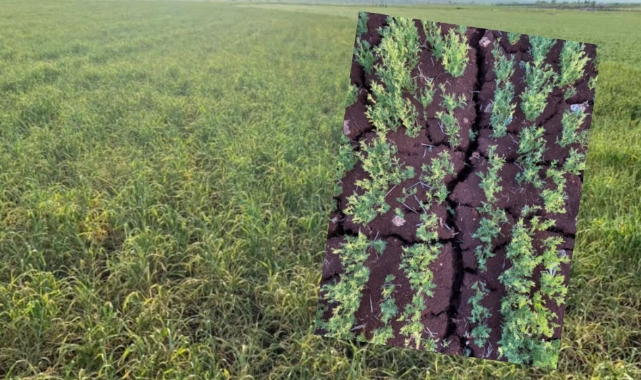 Hilvanlı çiftçiler 'haho' diyor