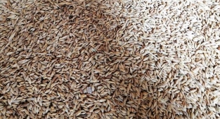 Hububat fiyatları Nisan ayına nasıl başladı