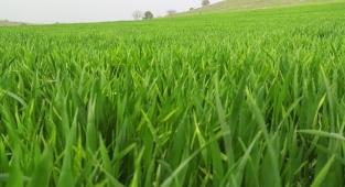 Hububat ve bakliyatta kuraklık uyarısı