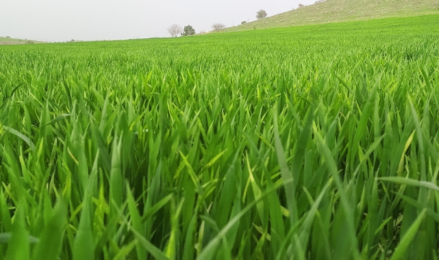 Hububat ve bakliyatta kuraklık uyarısı