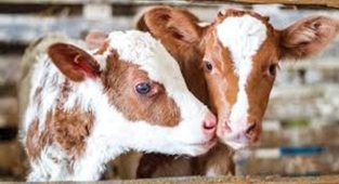 İlçe Tarım Müdürlüğü duyurdu: Başvurular başladı 