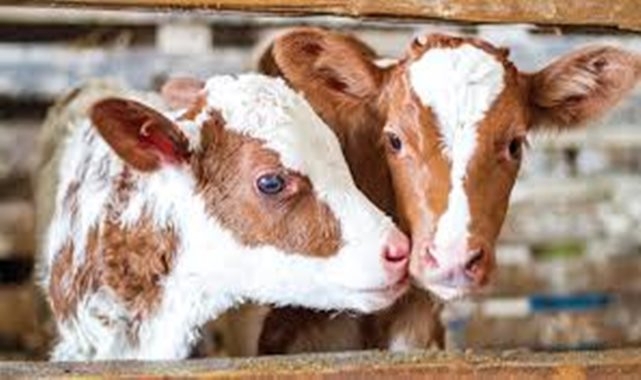 İlçe Tarım Müdürlüğü duyurdu: Başvurular başladı 