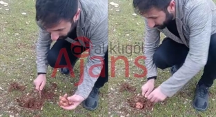 Keme mantarı bu sene yetersiz yağışlardan olumsuz etkilendi