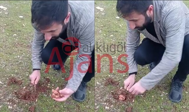 Keme mantarı bu sene yetersiz yağışlardan olumsuz etkilendi