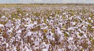 Pamuk fiyatları belli oldu