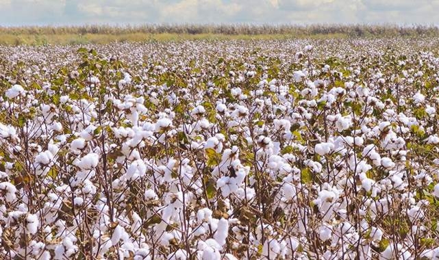 Pamuk fiyatları belli oldu