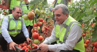 Şanlıurfa Büyükşehir Belediyesi'nin ürettiği domatesler ihtiyaç sahiplerine veriliyor