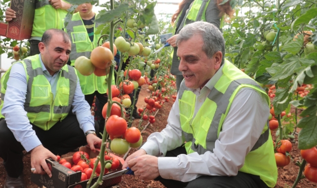 Şanlıurfa Büyükşehir Belediyesi'nin ürettiği domatesler ihtiyaç sahiplerine veriliyor