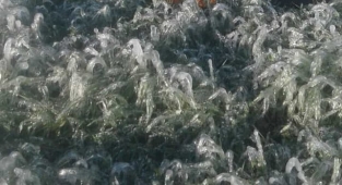 Şanlıurfa'da dondan zarar gören yerler