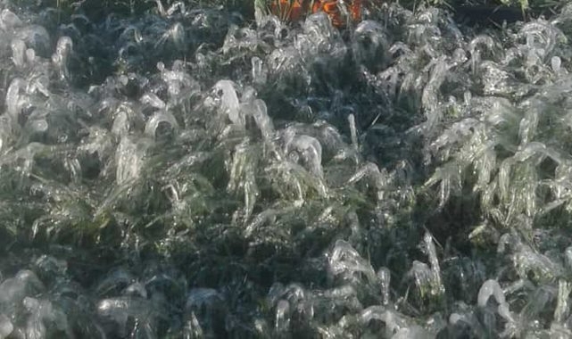 Şanlıurfa'da dondan zarar gören yerler