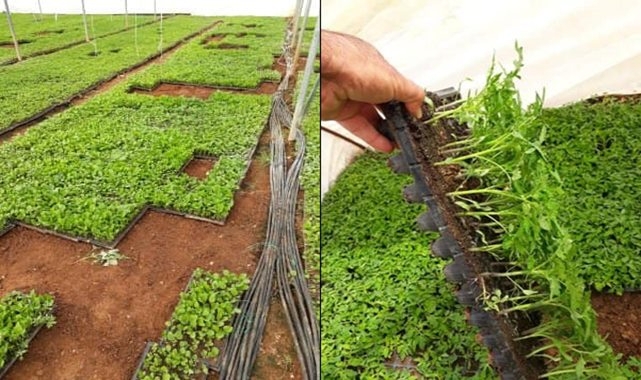 Şanlıurfa'da fideler tezgahlardaki yerini almaya başladı