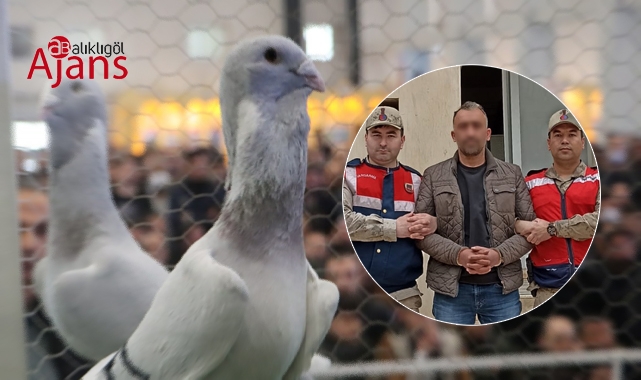 Şanlıurfa'da firari hükümlüyü güvercin tutkusu ele verdi