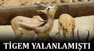 Şanlıurfa’da koruma altındaki 62 ceylanın kesildiği ortaya çıktı