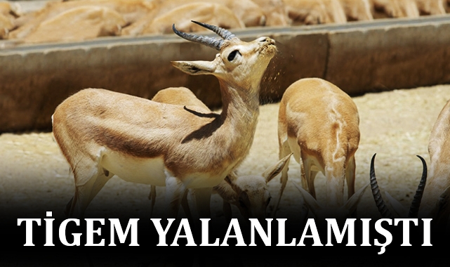 Şanlıurfa’da koruma altındaki 62 ceylanın kesildiği ortaya çıktı