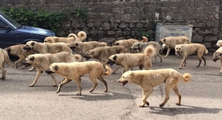 Siverek sürü halinde gezen köpeklere teslim oldu