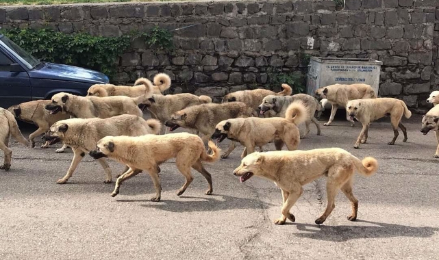 Siverek sürü halinde gezen köpeklere teslim oldu