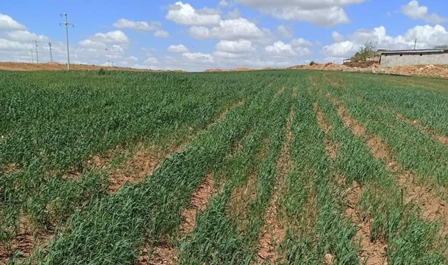 Sulama birliğinin borcu çiftçiye zarar veriyor