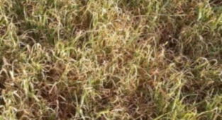 Suruç sınır köylerinde ekinler kurudu