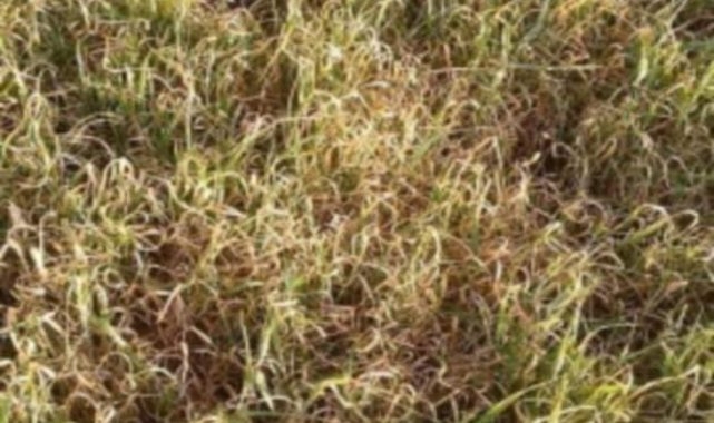 Suruç sınır köylerinde ekinler kurudu