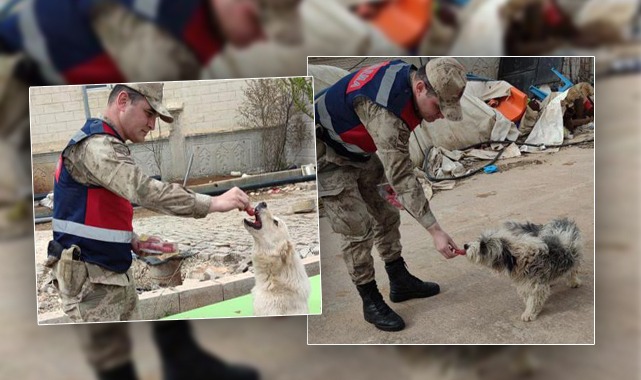 Suruç’ta sokak hayvanları kendi günlerinde unutulmadı