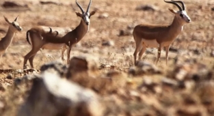 TİGEM'den ceylanlar kesiliyor iddiasına cevap