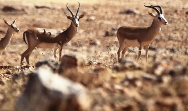 TİGEM'den  ceylanlar kesiliyor iddiasına cevap