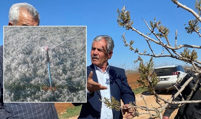 Urfa'da dondan zarar gören bölgelerde inceleme