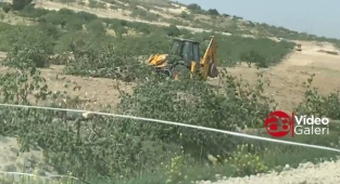 Urfa'da fıstık ağaçları kepçe ile söküldü