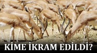 Urfa'da koruma altındaki ceylanlar kesiliyor iddiası