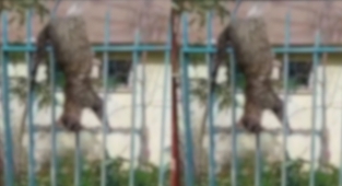 Urfa'da vahşet! Öldürüp demir korkuluklara astılar