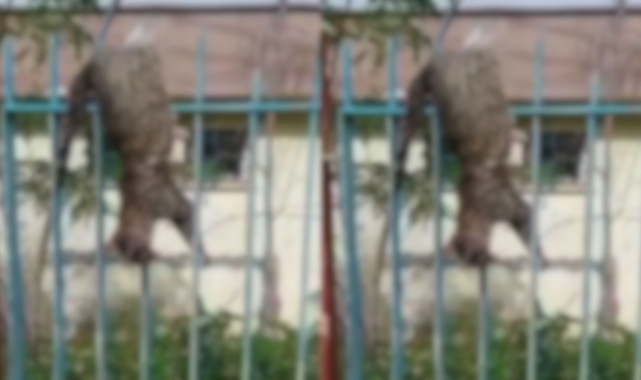 Urfa'da vahşet! Öldürüp demir korkuluklara astılar