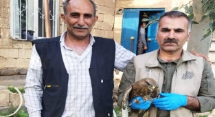 Urfa'da yaralı halde bulundu! Tedavi altına alındı