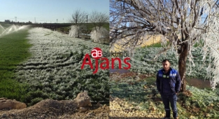 Urfa'nın ilçesinde ağaçlar ve ekinler buz tuttu