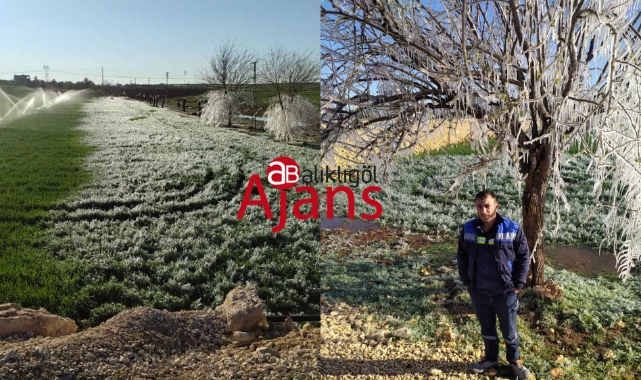 Urfa'nın ilçesinde ağaçlar ve ekinler buz tuttu